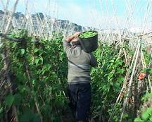 Per un nou sindicalisme pagès català del segle XXI