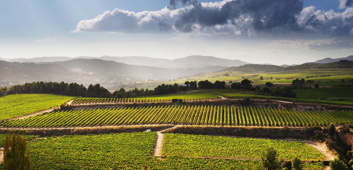 El nostre sol i el nostre sòl són nostres. Traieu les vostres mans d'aquí!