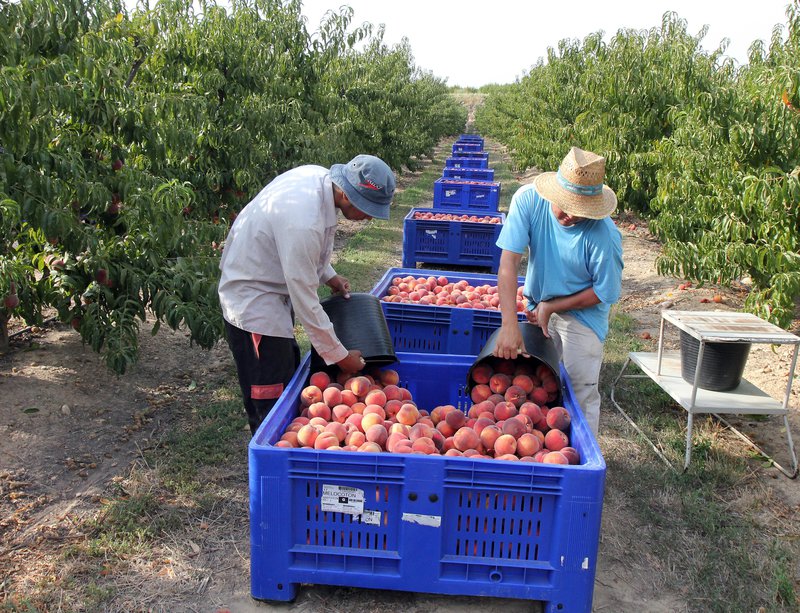 La terra per qui la treballa